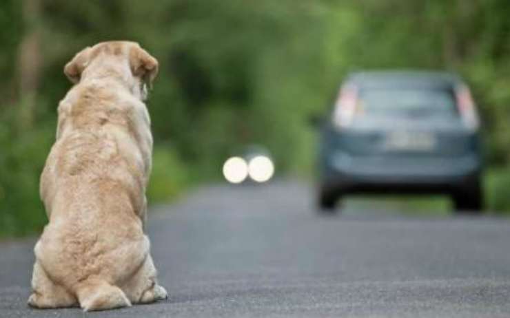 Perro abandonado en la autopista de Facebook