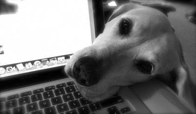 aburrimiento del perro