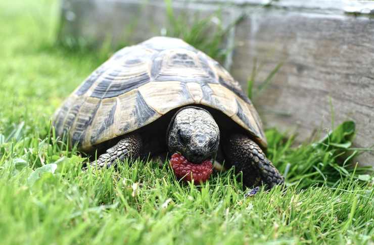 Nutrición en la tortuga
