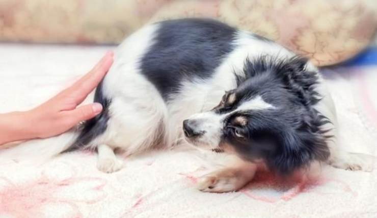 Causas de cálculos renales en perros