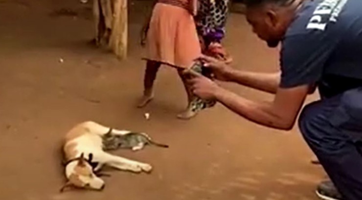 Mamá, perro, gato de enfermería