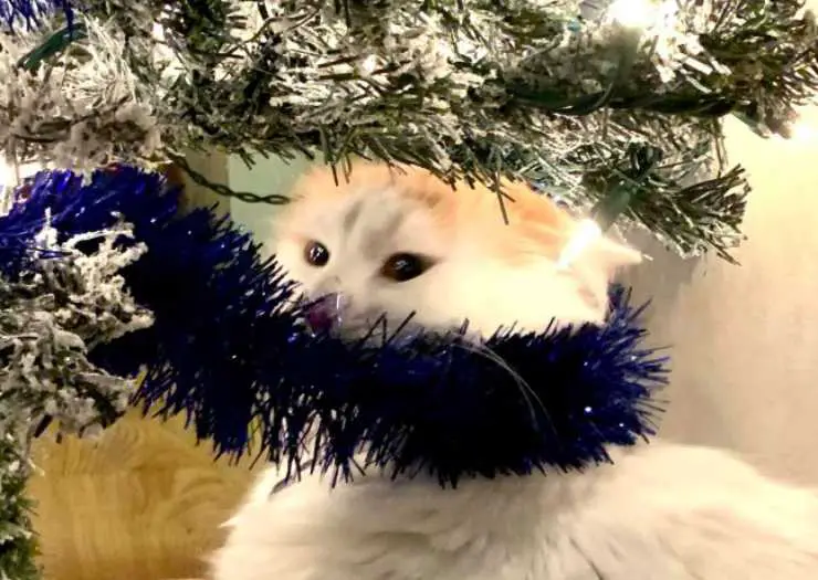 gatito triste no encuentra arbol de navidad