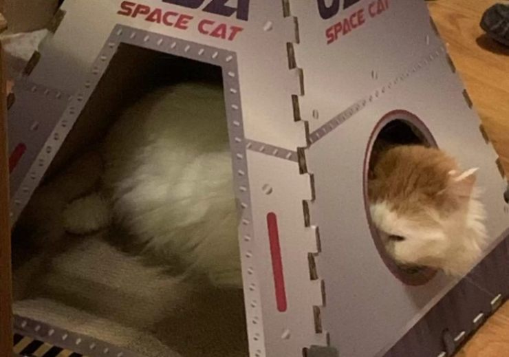 gatito triste no encuentra arbol de navidad
