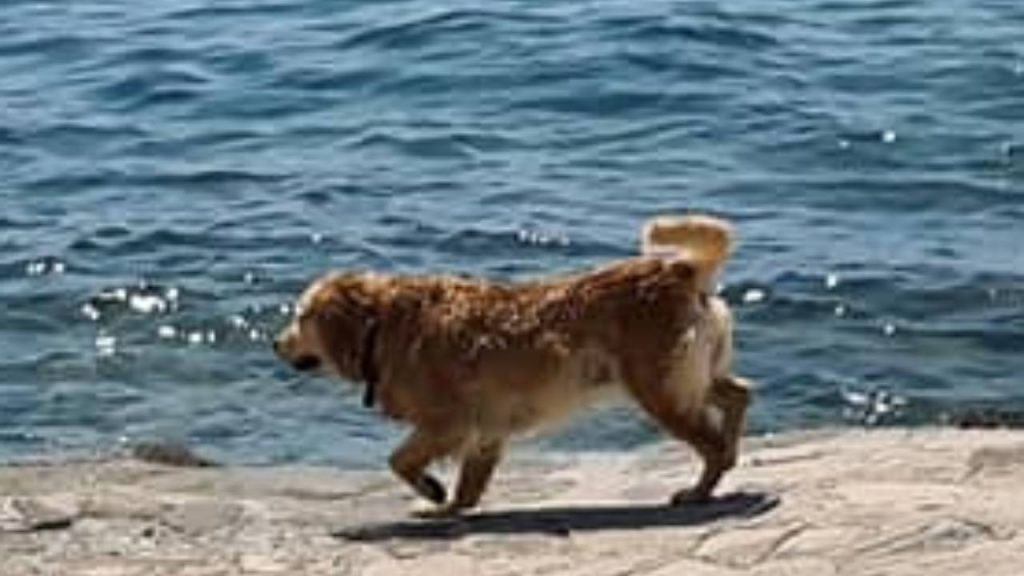 El perro se desliza al agua: la dueña se tira a pesar del frío Vida con Mascotas ▷➡️