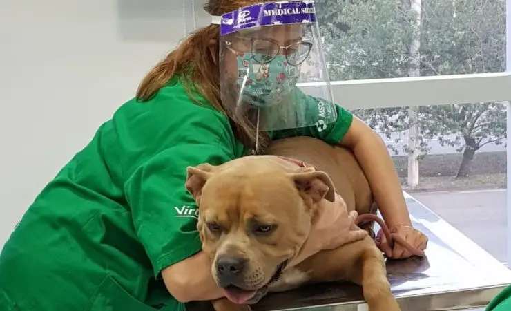 Apelación veterinaria de vacunas