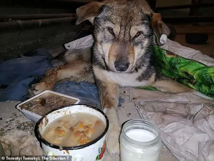 perro congelado menos 54 grados