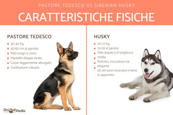 Husky Siberiano VS Pastor Alemán - Características físicas