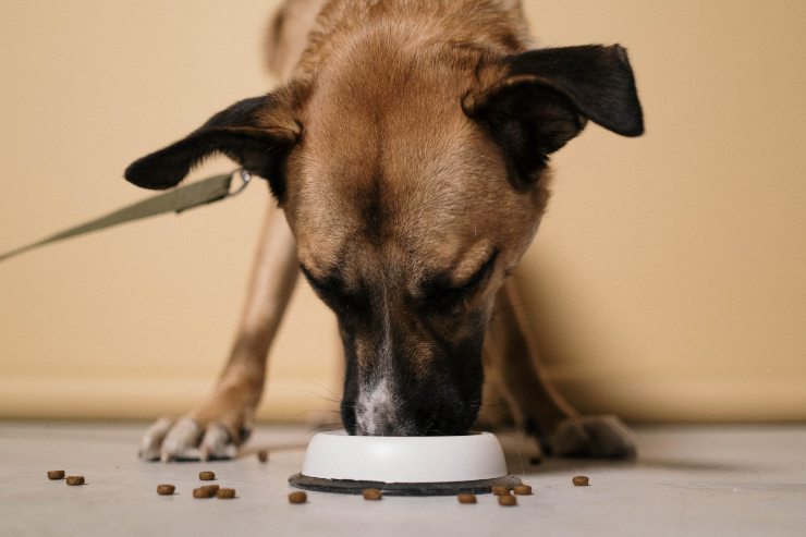 El perro y su comida