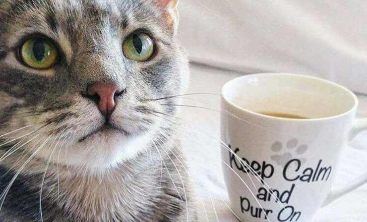 que hacer si el gato bebe té