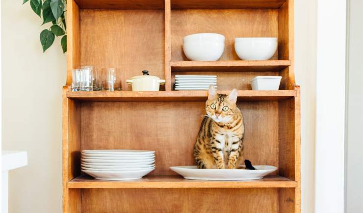 efectos de la cafeína en el gato