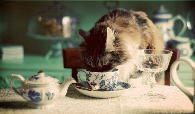 gato bebe de la taza