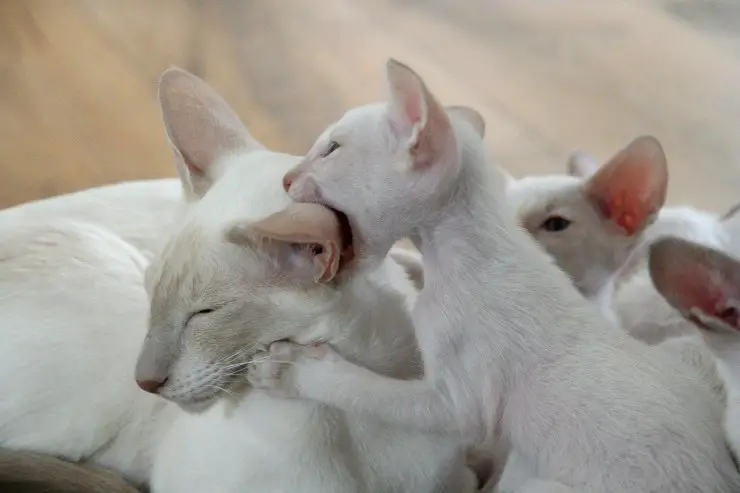 Gatos mordiéndose unos a otros Gatos mordiéndose unos a otros