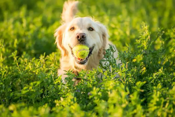 Razas de perros perdigueros