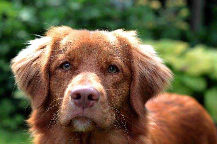 Retriever de Nueva Escocia