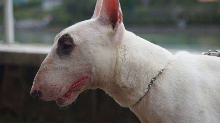 perro bull terrier alimentación comer dieta