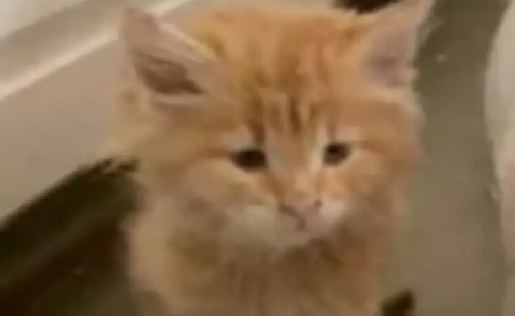 Lechón Gatito Amigos Granja