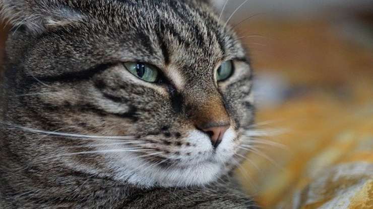 gato enfermo