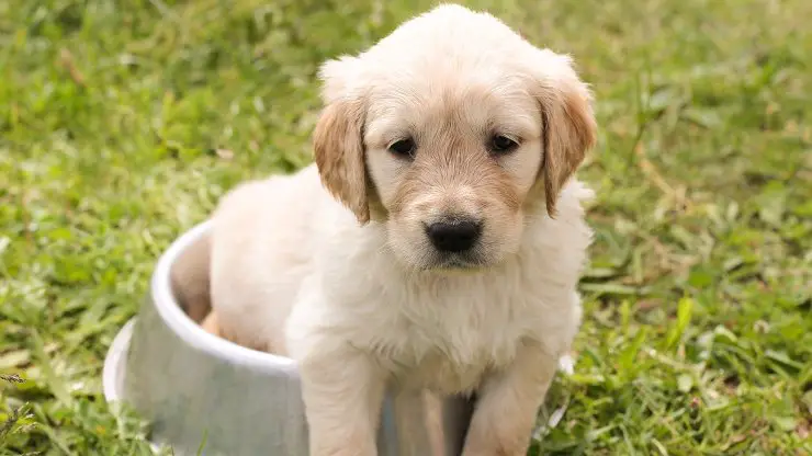 Cachorro Cachorro