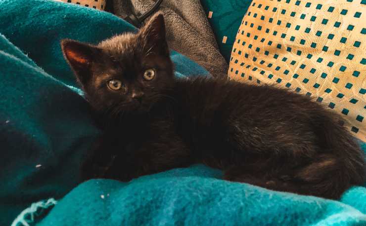 gato en el sofa