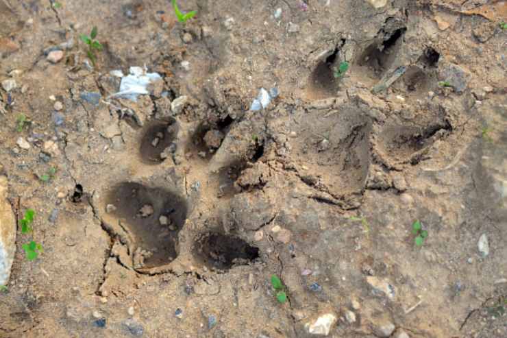 Wolf por primera vez en las colinas Euganeas