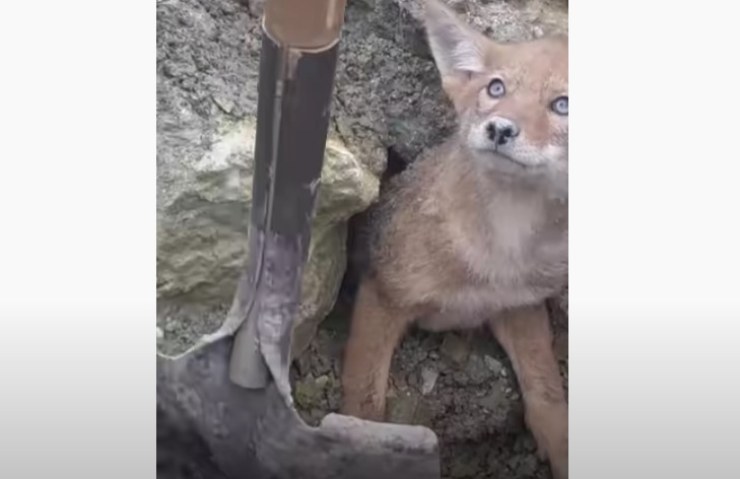 Cachorro de coyote enmarcado trabajadores liberados