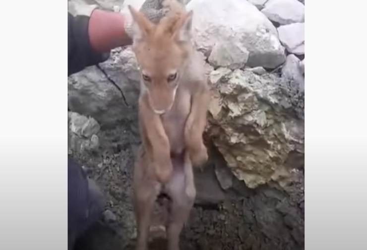 Cachorro de coyote enmarcado trabajadores liberados