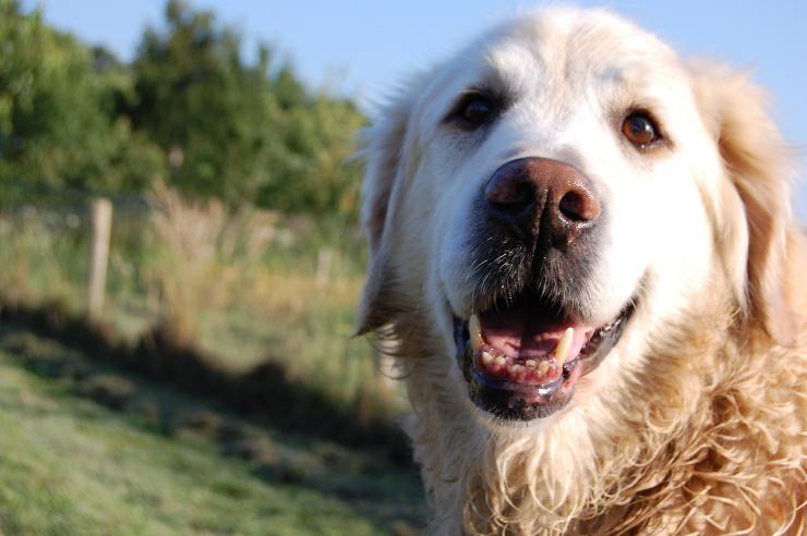 El perro y su alergia