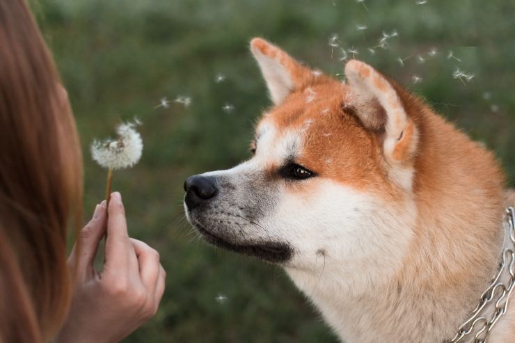 El perro y las formas alérgicas