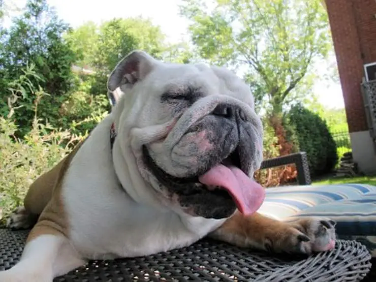 bulldog inglés adulto inglés