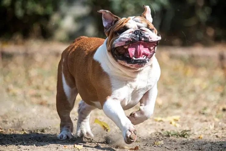 bulldog ingles ingles adoptan amo ideal