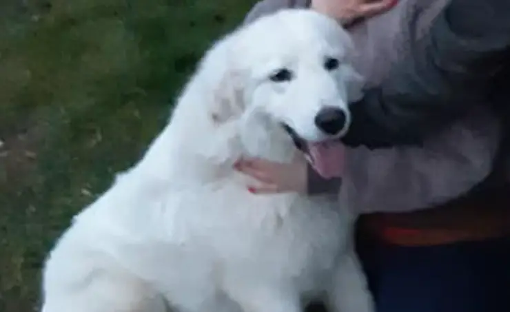 Perro Dakota Desaparecido Varenna