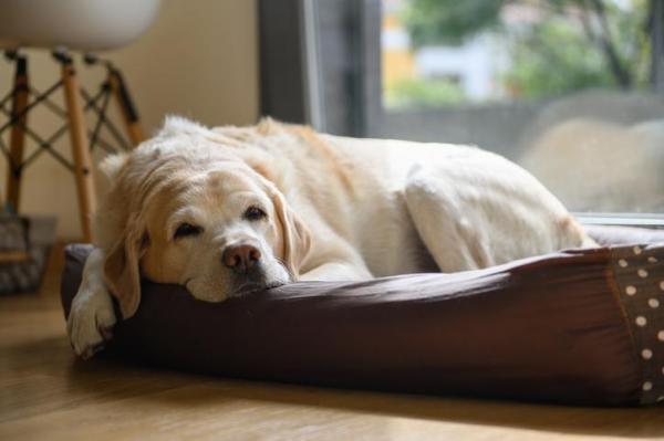 Las mejores casas para perros: casas para perros mayores