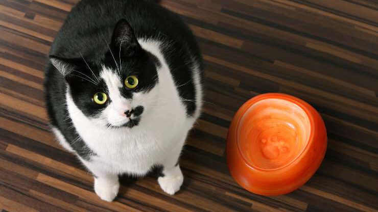 Gato con cuenco vacío comida de gato