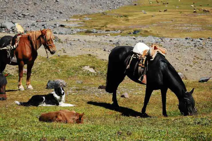 perros caballos