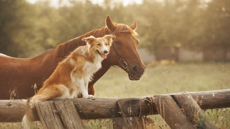 Razas de perros que se llevan mejor con los caballos