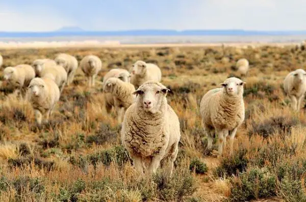 Ejemplos de animales rumiantes: cabras y ovinos