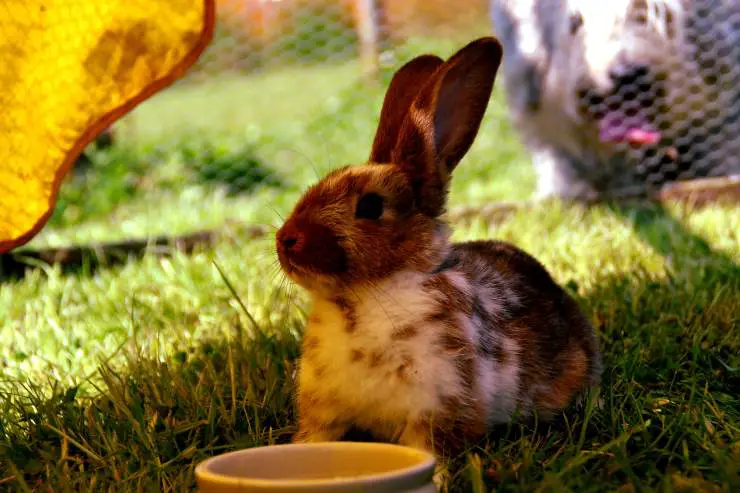 Alimentando al conejo