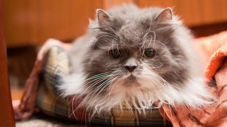 Gato anciano gato anciano