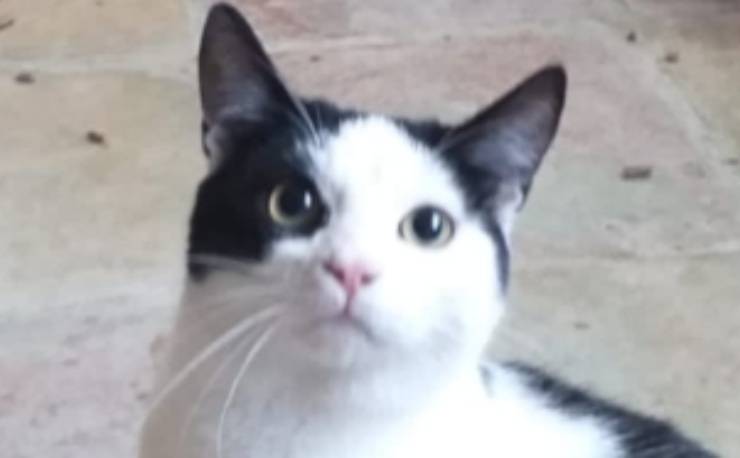 Hawk Cat busca familia