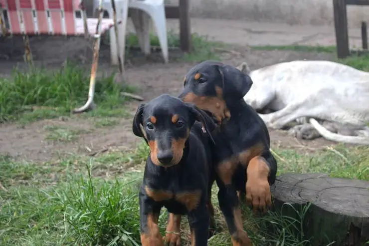 Que alimentar al Dobermann Que alimentar al cachorro Dobermann