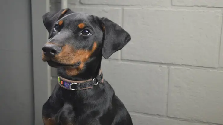 Dobermann Dobermann