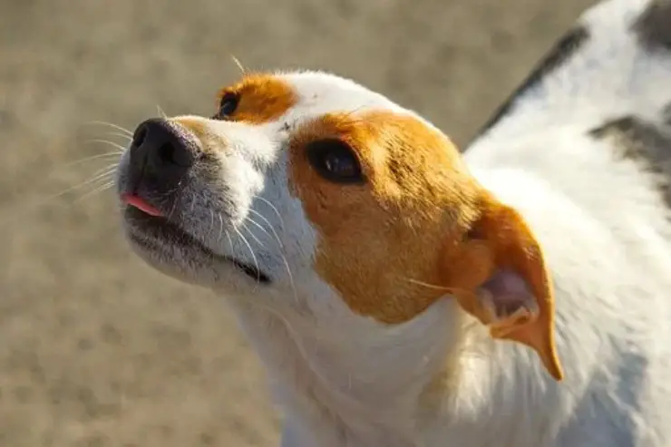 perro olfatea reconoce olores cáncer cáncer tumor
