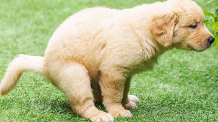 consejos de caca de perro