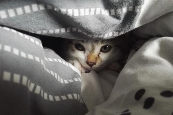 ¿Pueden los gatos quedarse afuera en invierno? - Los orígenes del gato y la resistencia al frío