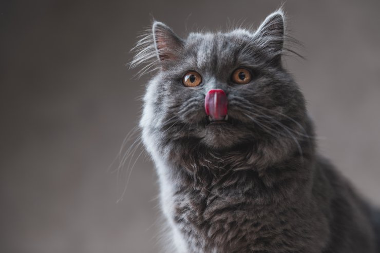 El gato pide comida pero no la come El gato pide comida pero no la come