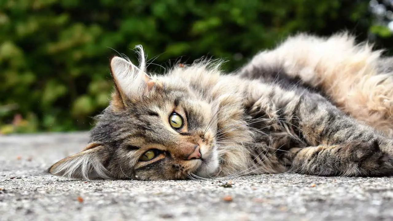 El gato tiene apelmazado: las y remedios efectivos - Vida con Mascotas ▷➡️