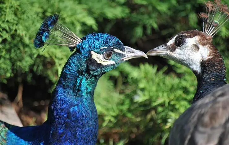 par de pavos reales