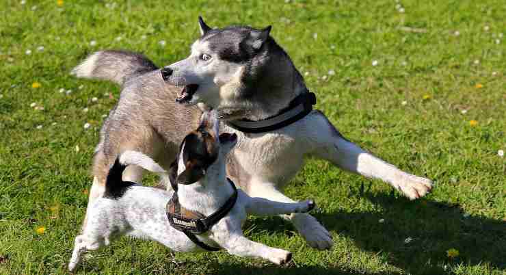 perros jugando