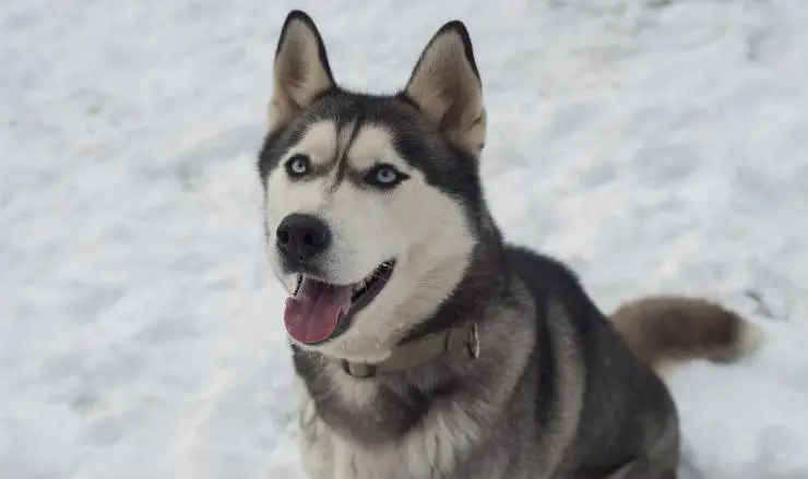 Husky siberiano