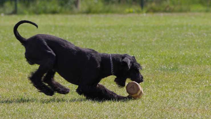 schnauzer gigante